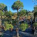 Borovica lesná (Pinus Sylvestris) - výška 160-200 cm, kont. C90L/110L - BONSAJ - DECO MISA (-30°C)